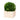 Boxwood Topiary, Medium