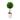 Boxwood Topiary Tall