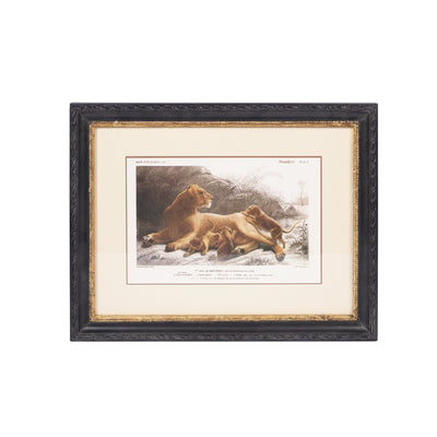 Lion Print