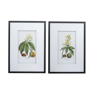 Botanical Wall Art Set Of 2
